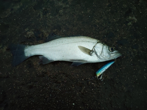 セイゴ（マルスズキ）の釣果