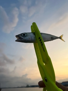 サバの釣果