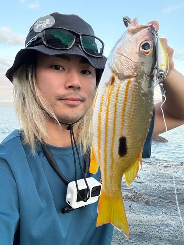 イッテンフエダイの釣果