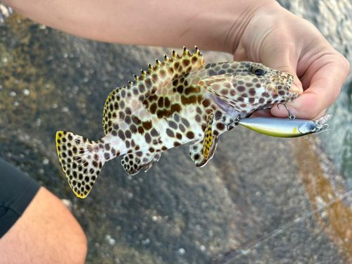 カンモンハタの釣果