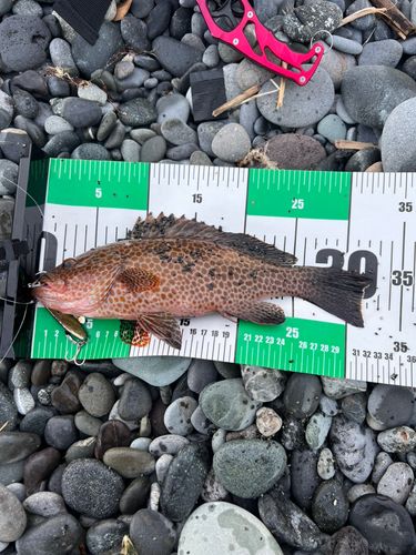 オオモンハタの釣果