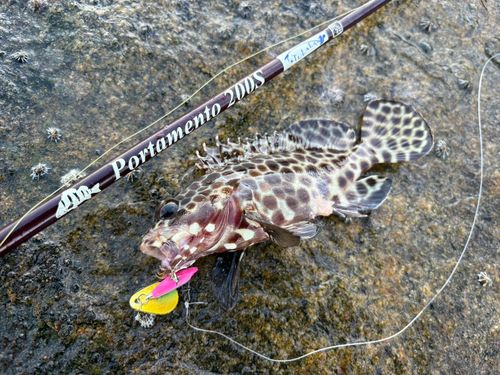 カンモンハタの釣果