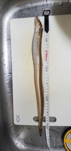 マアナゴの釣果