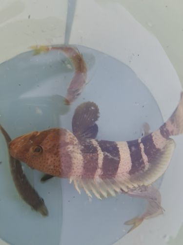 アオハタの釣果