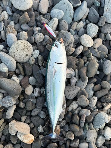 ソウダガツオの釣果