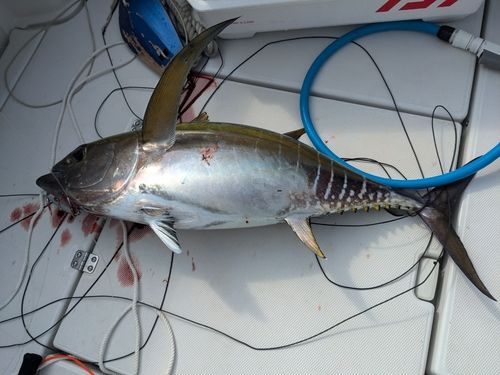 キハダマグロの釣果