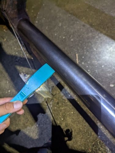 セイゴ（ヒラスズキ）の釣果