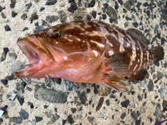 アコウの釣果
