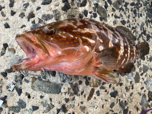 アコウの釣果