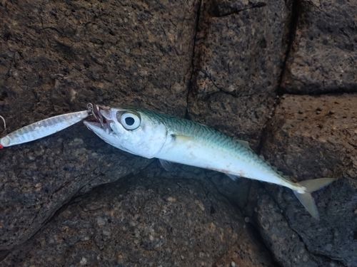 サバの釣果