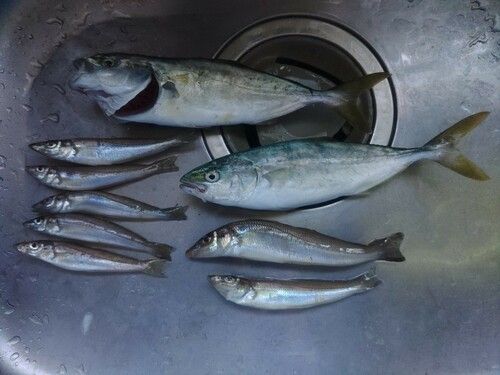 キスの釣果