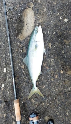 イナダの釣果