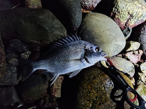 カマスの釣果