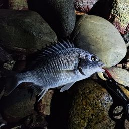 カマス