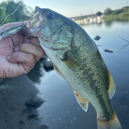 ラージマウスバス