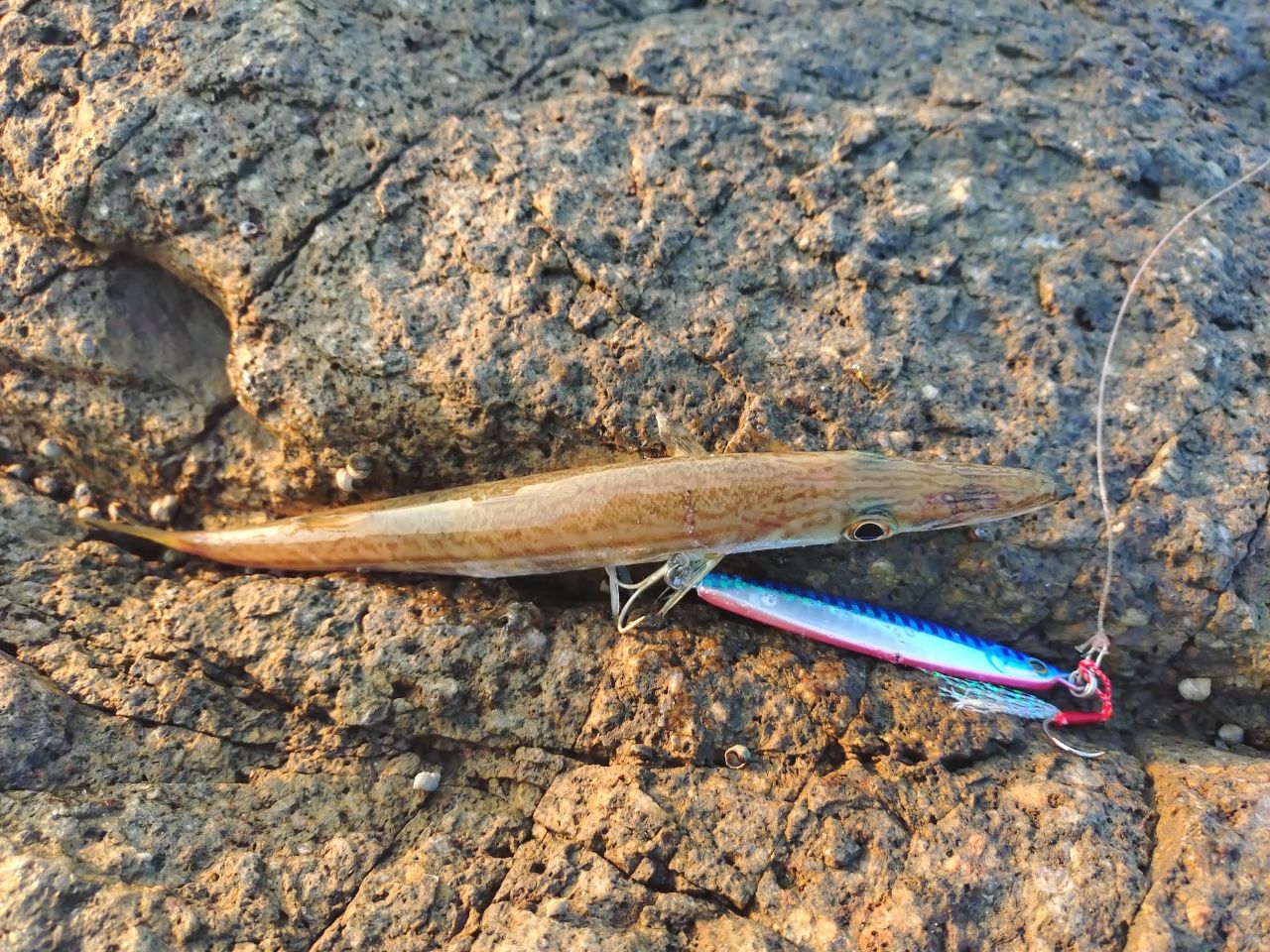 カマス