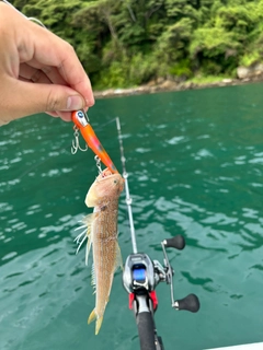 エソの釣果