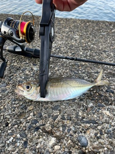 マアジの釣果