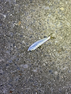 サッパの釣果