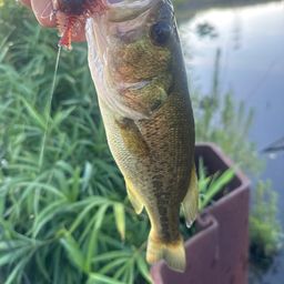 ラージマウスバス