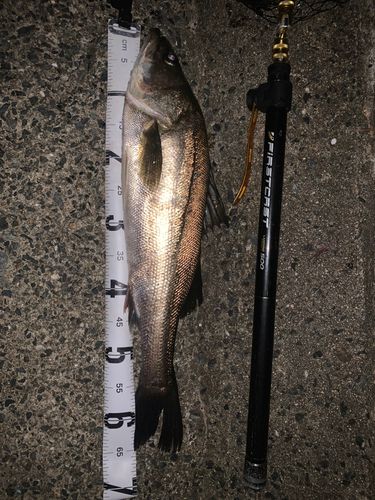 マルスズキの釣果