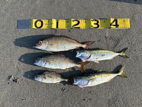 ショゴの釣果