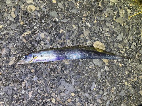 タチウオの釣果