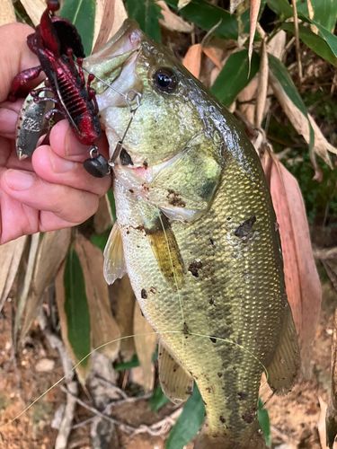 ラージマウスバスの釣果