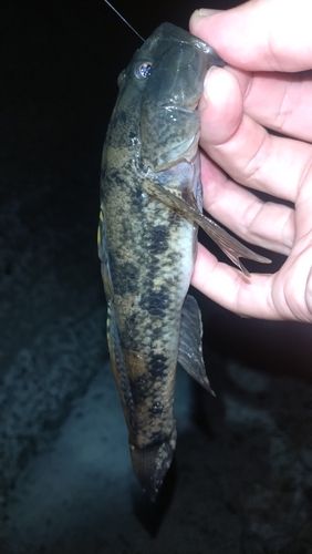 ウロハゼの釣果