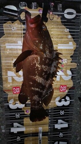 キジハタの釣果