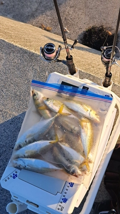 アジの釣果