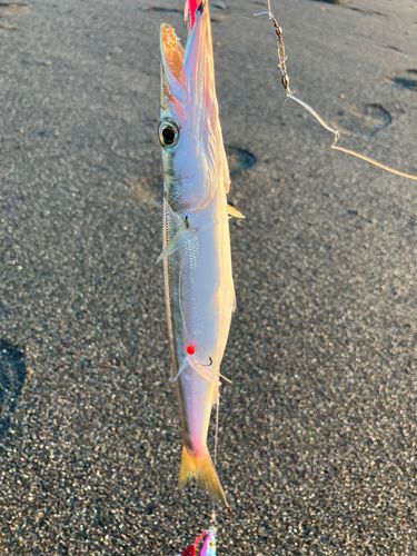 アカカマスの釣果