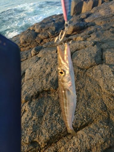 カマスの釣果