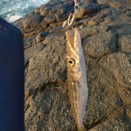カマス