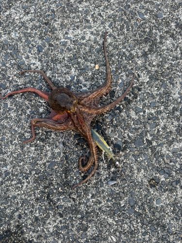 タコの釣果