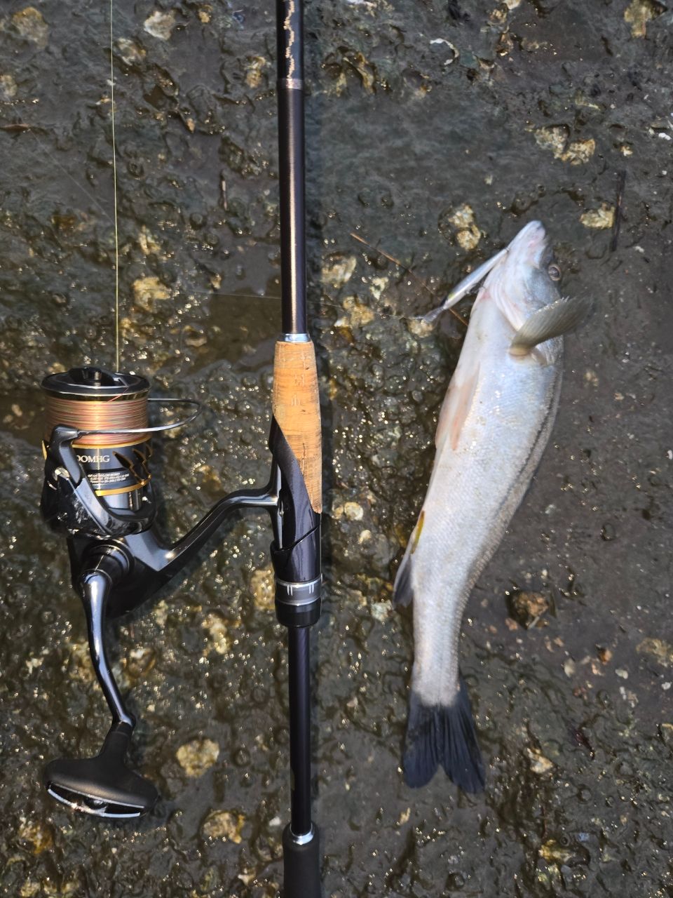 SHIMANO 19ブレニアス S76Mの最安値・インプレ・釣果 | 本音の口コミが