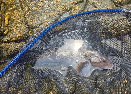 アイナメの釣果