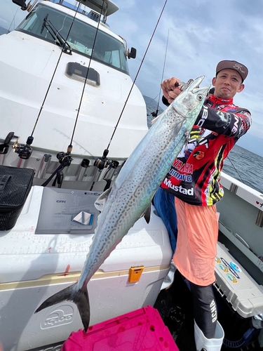 サワラの釣果