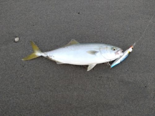 ワカシの釣果