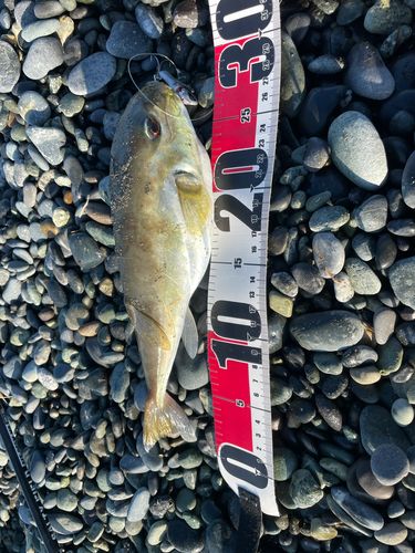 シロサバフグの釣果