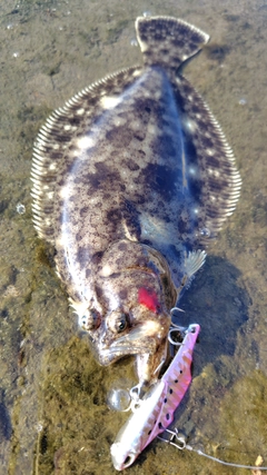 ヒラメの釣果
