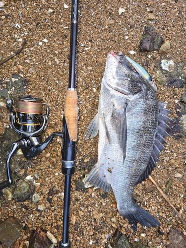 チヌの釣果