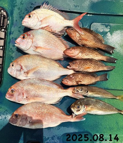 マダイの釣果