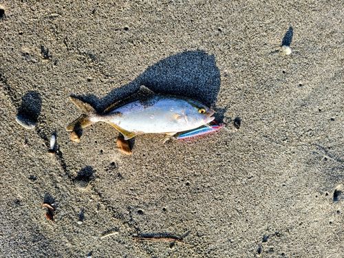 カマスの釣果