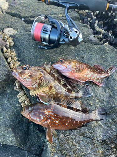 アラカブの釣果
