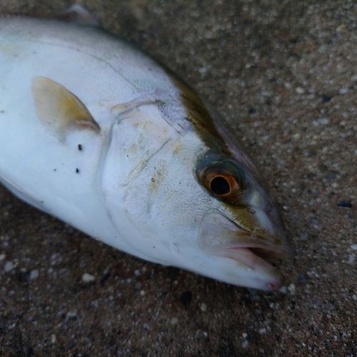 シオの釣果