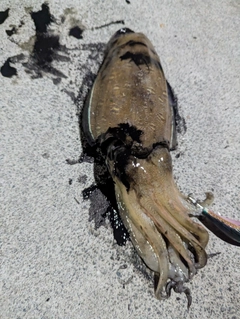 モンゴウイカの釣果