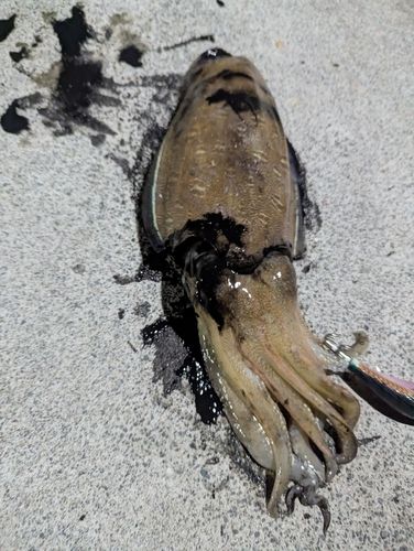 モンゴウイカの釣果