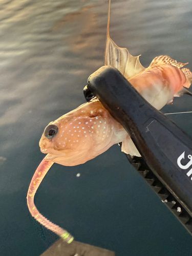 イトヒキハゼの釣果