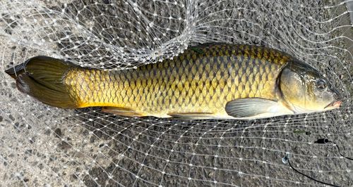コイの釣果